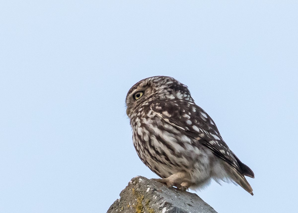 Little Owl - ML463220031