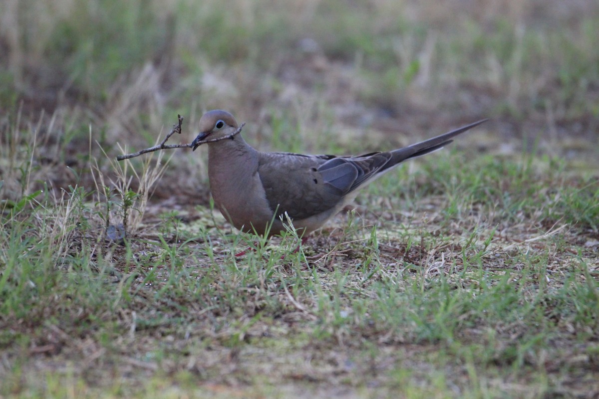 Mourning Dove - George Dokes