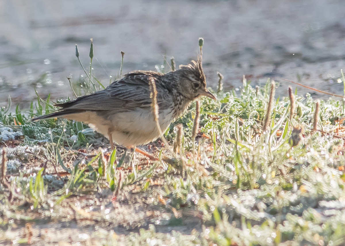 Crested Lark - Mikko Pyhälä