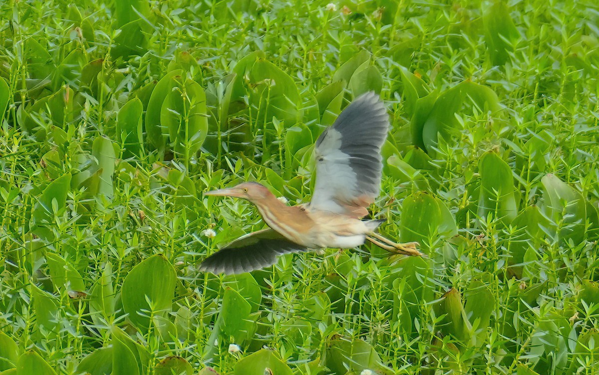 Yellow Bittern - Sudip Simha