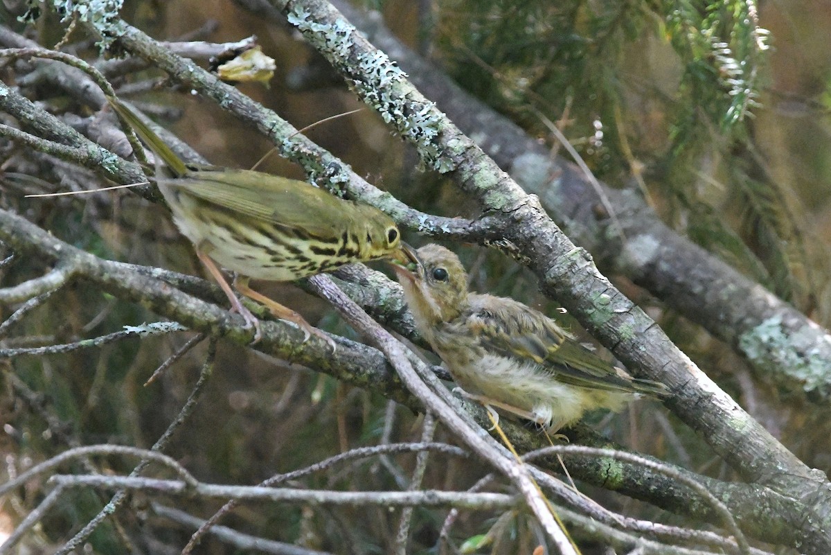 Ovenbird - ML463224891