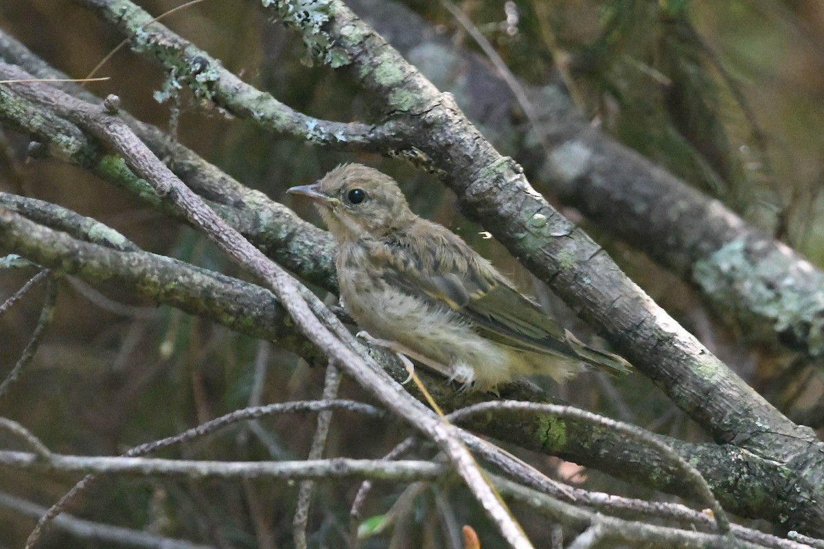 Ovenbird - ML463224911