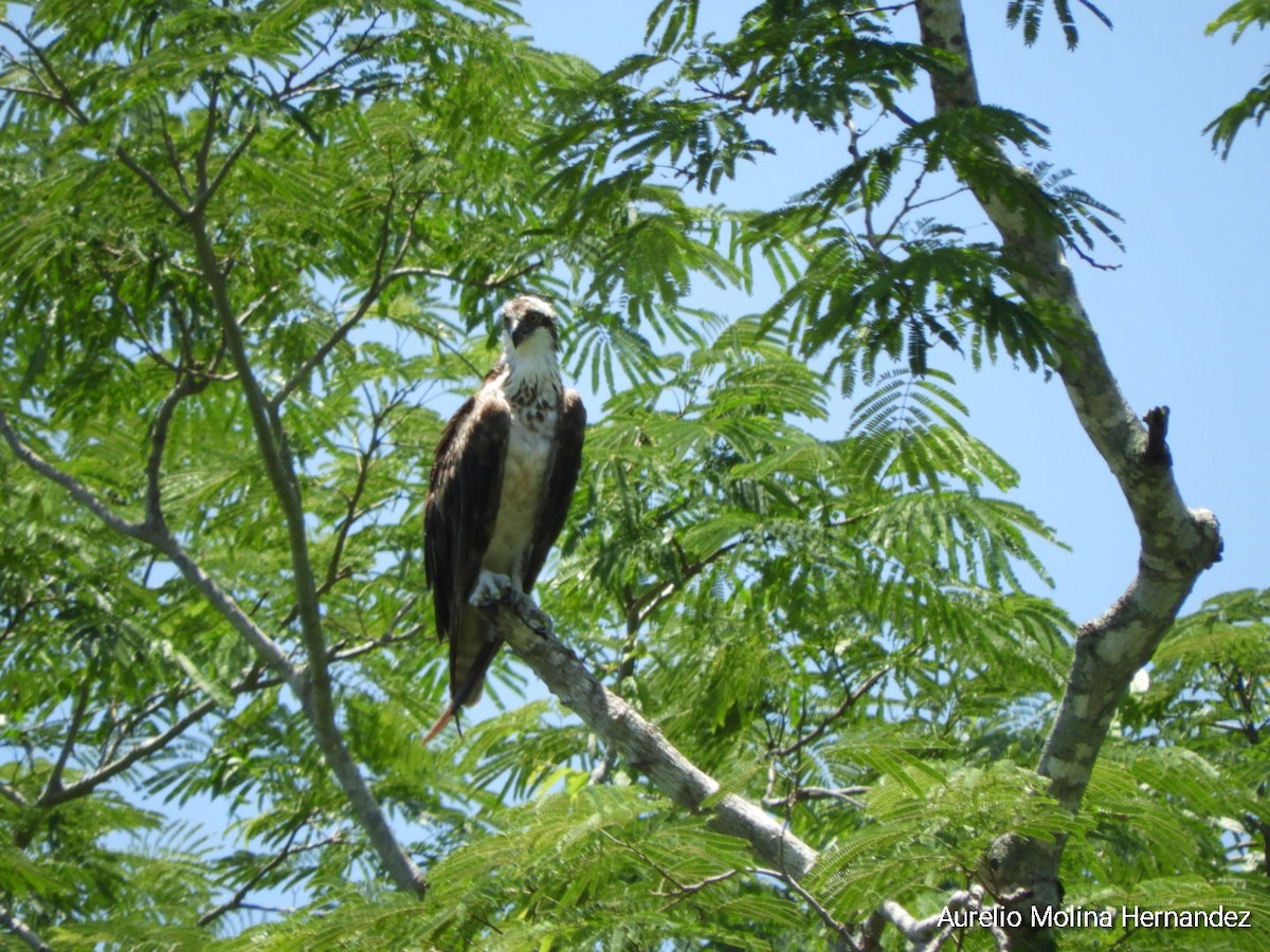 Águila Pescadora - ML463224981