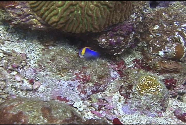 Sunrise dottyback - ML463227