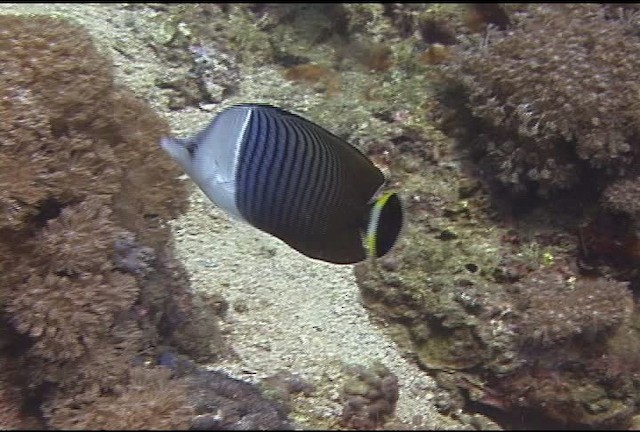 White fronted butter flyfish - ML463228