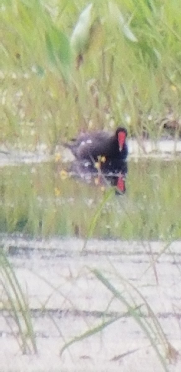 Common Gallinule - ML463228461