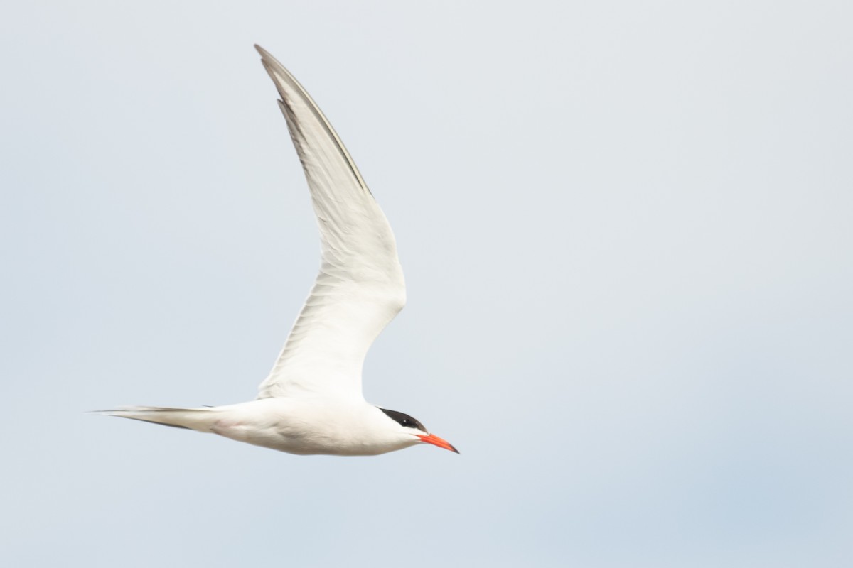 Common Tern - Leo Damrow