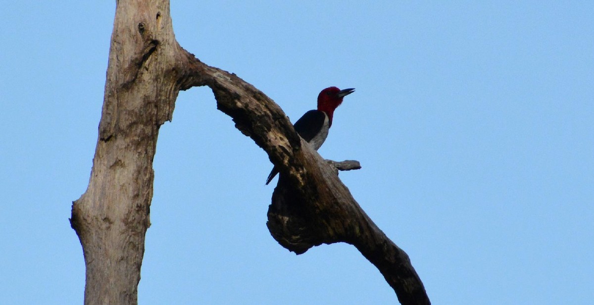 Pic à tête rouge - ML463229071