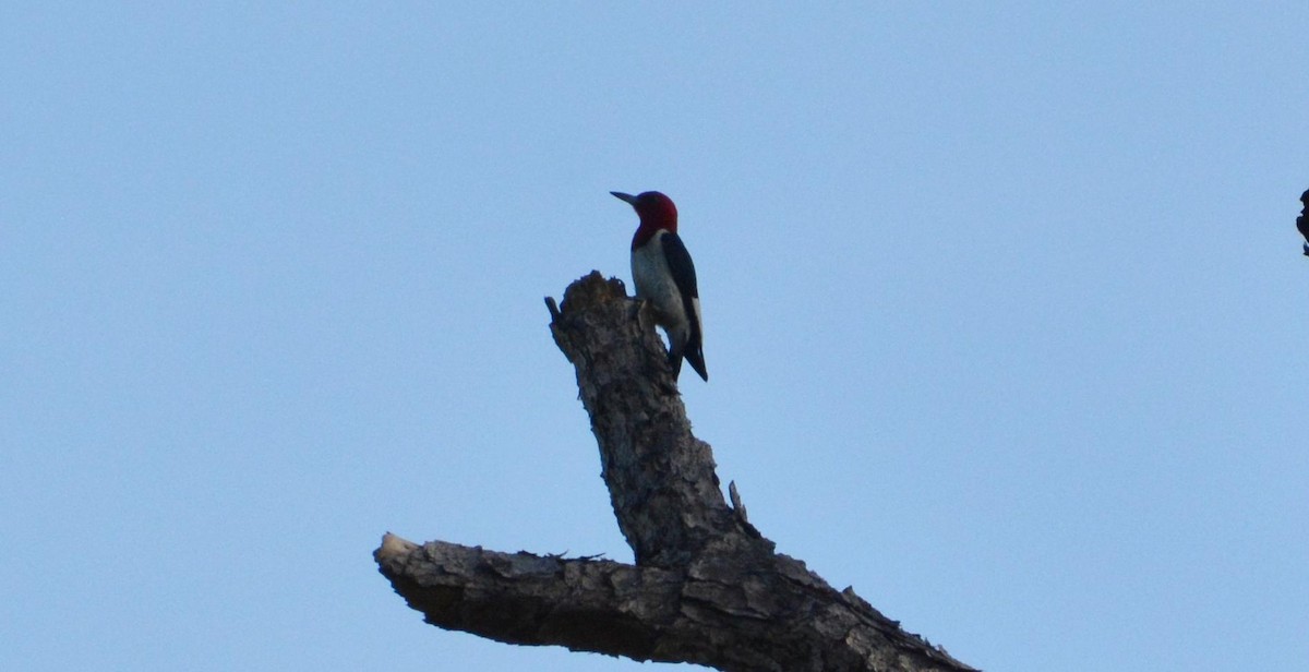 Pic à tête rouge - ML463229081