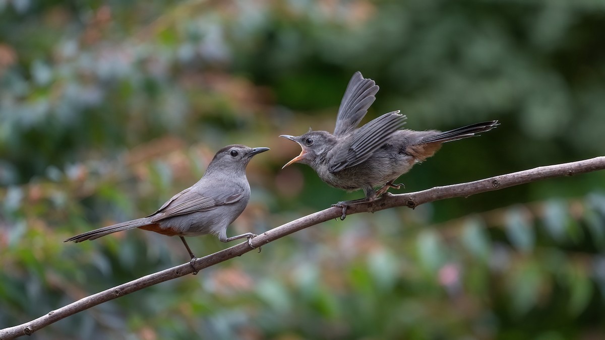 Gray Catbird - Keith Kennedy