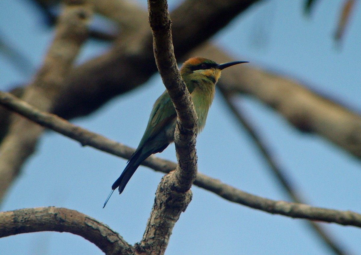 Rainbow Bee-eater - Nigel Voaden
