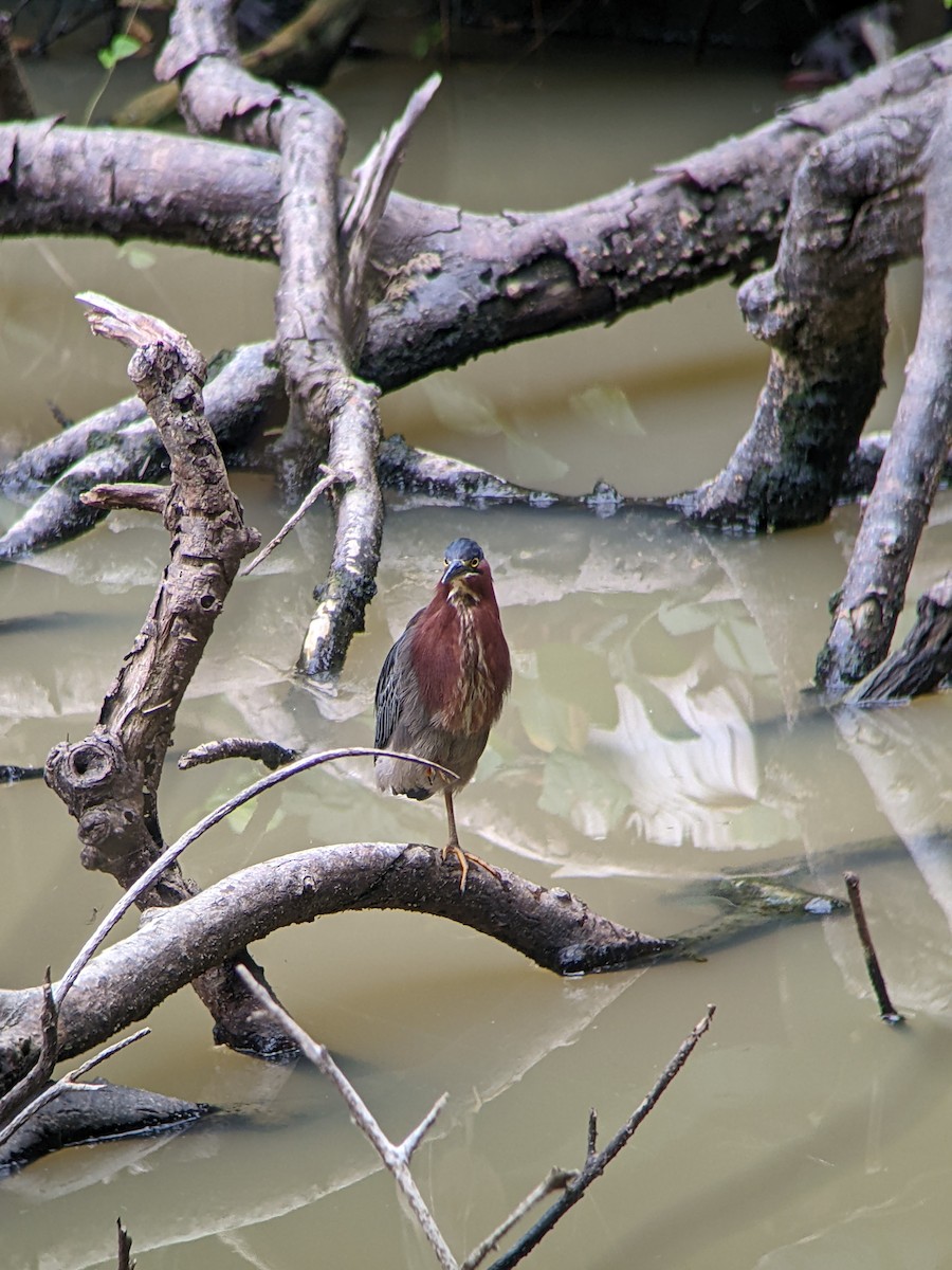 Green Heron - ML463231441