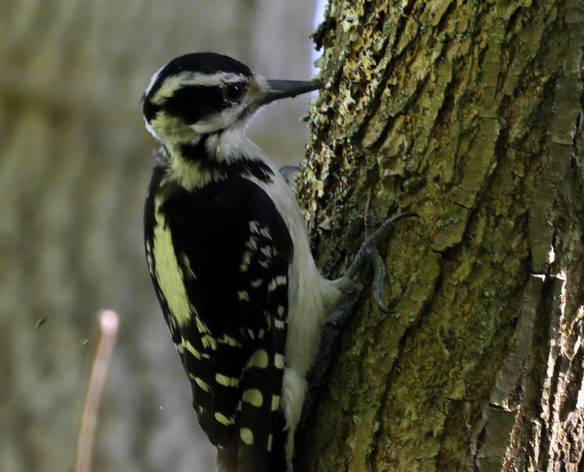 Hairy Woodpecker (Eastern) - ML463233301