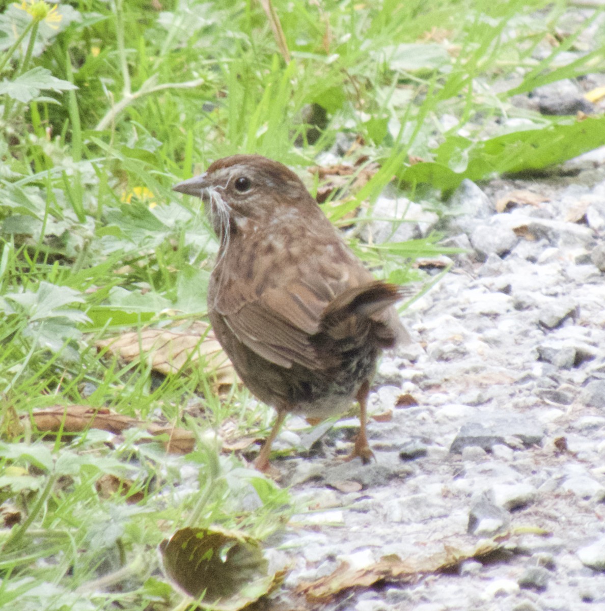 Song Sparrow - ML463233621