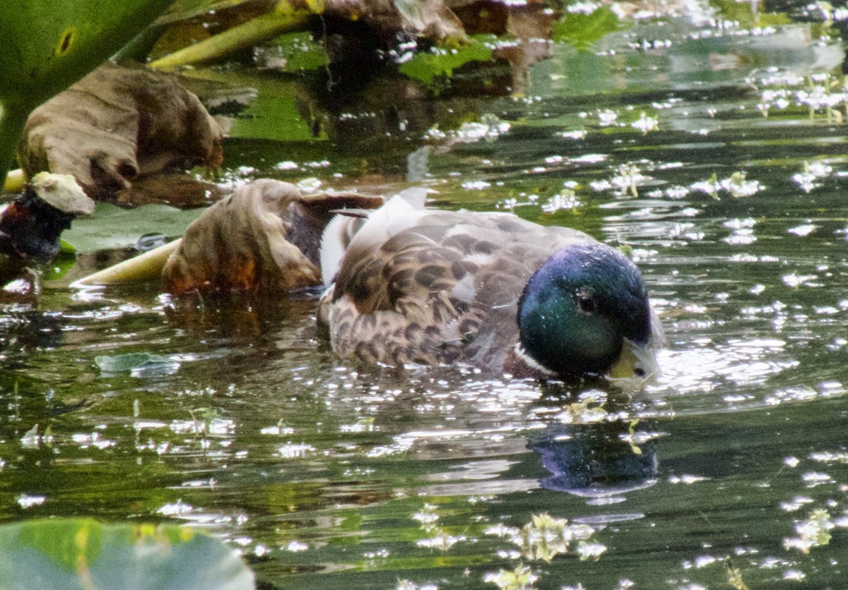 Mallard - ML463233761