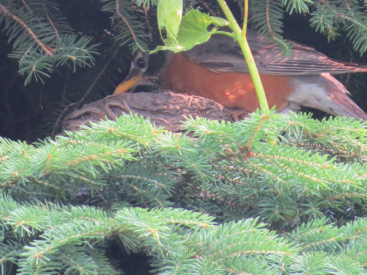 American Robin - ML463233911