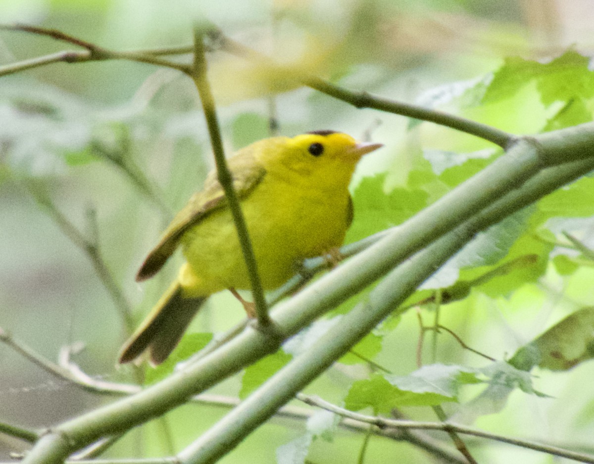 Wilson's Warbler - ML463234301