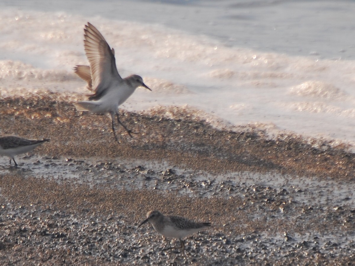 Western Sandpiper - ML463234651