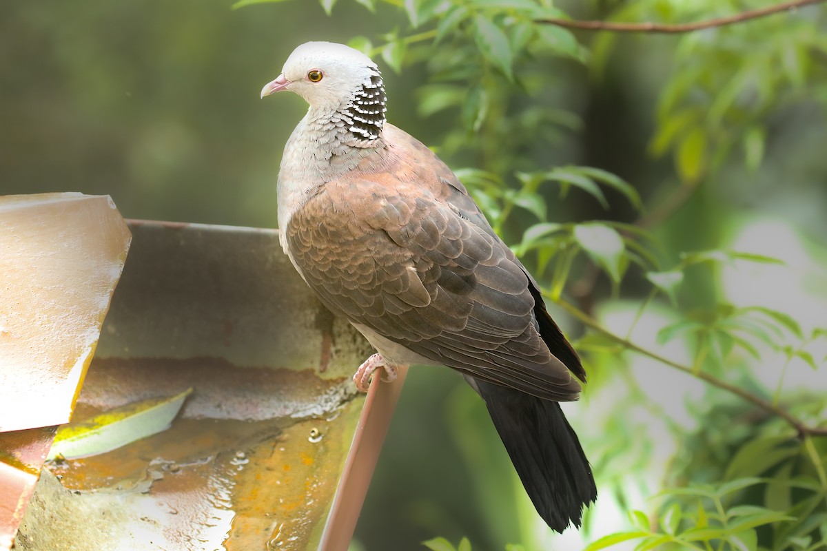 Nilgiri Wood-Pigeon - Frank Thierfelder