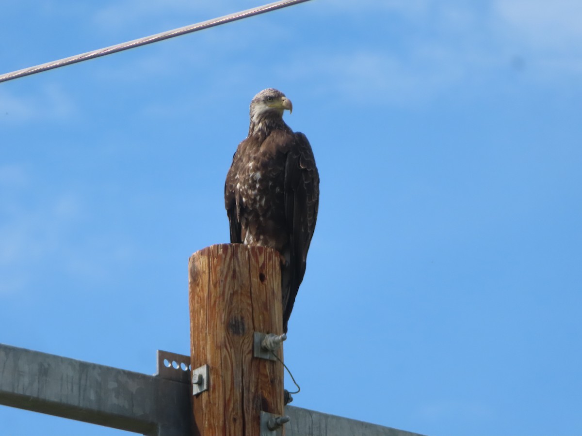 Bald Eagle - ML463234921