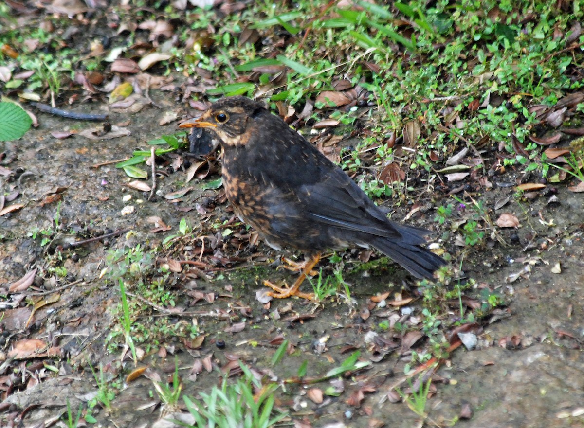 Island Thrush (Papuan) - ML46323541