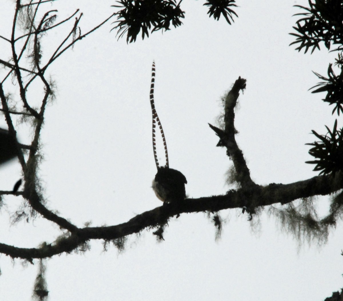 King-of-Saxony Bird-of-Paradise - ML46323551