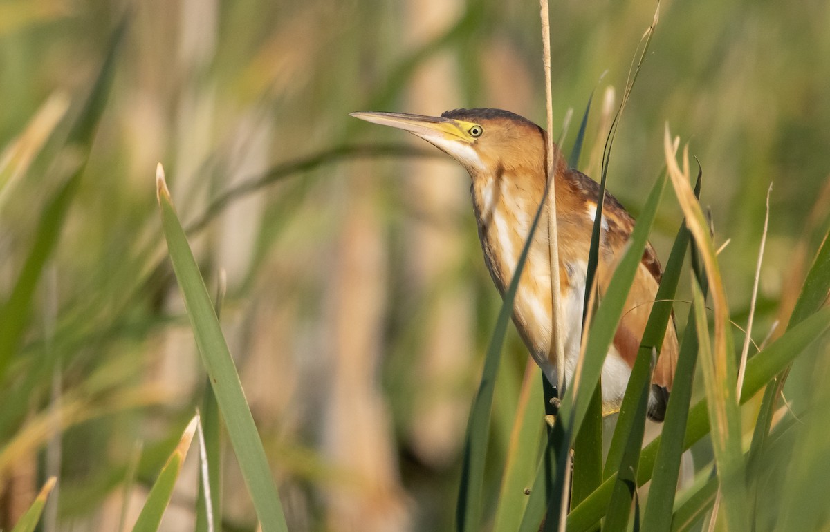 Least Bittern - ML463235711