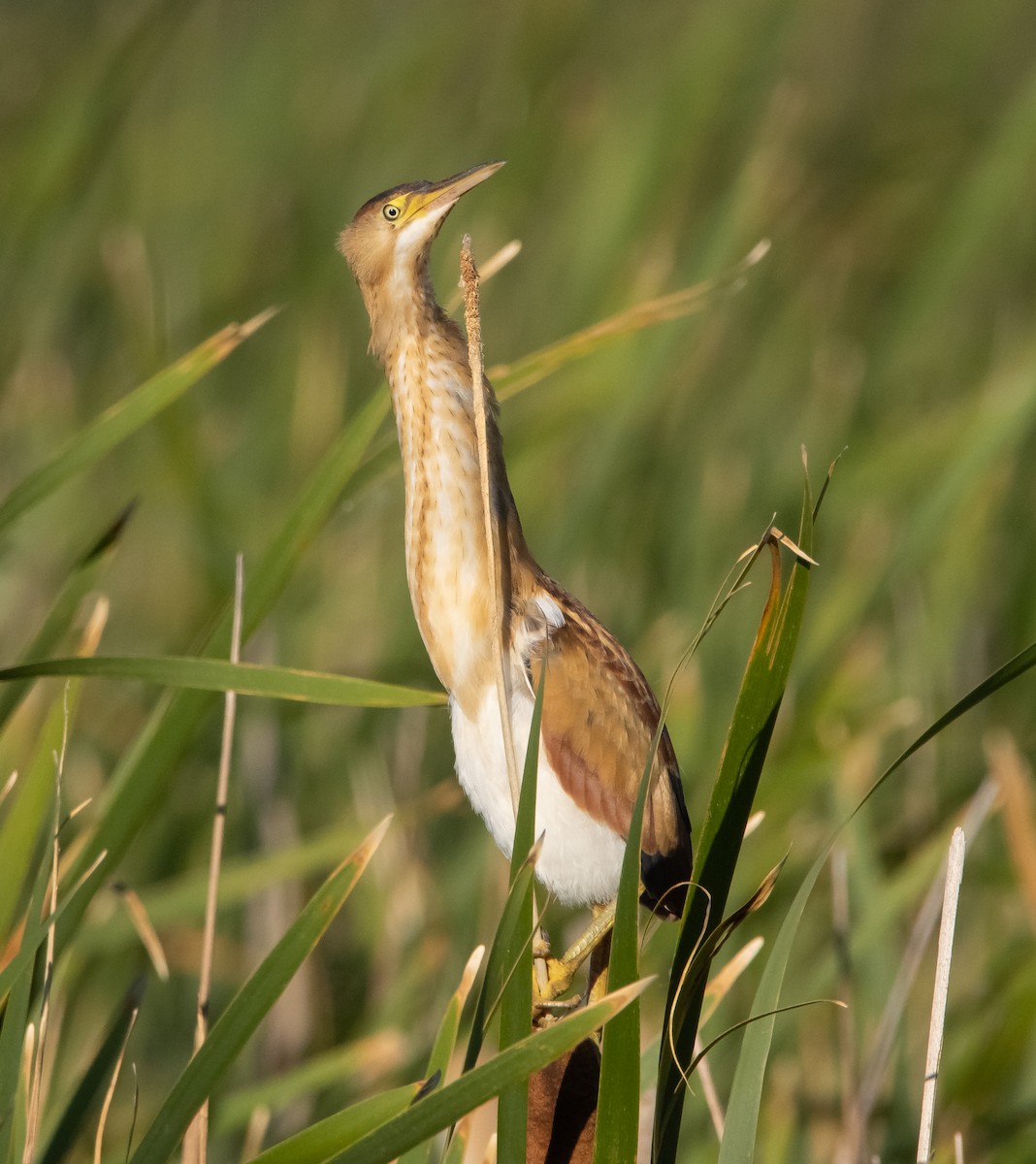 Least Bittern - ML463235891