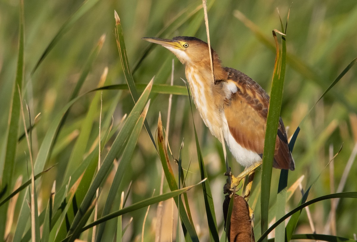 Least Bittern - ML463236001