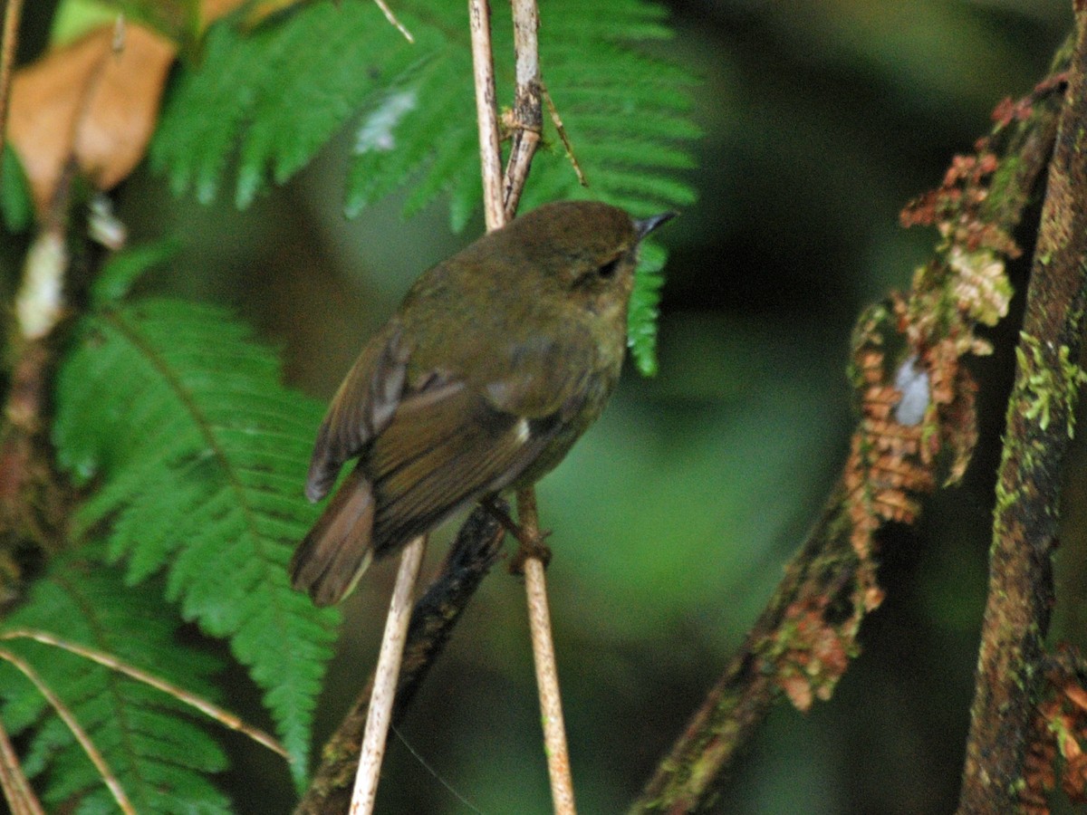 Papuan Scrubwren - Nigel Voaden