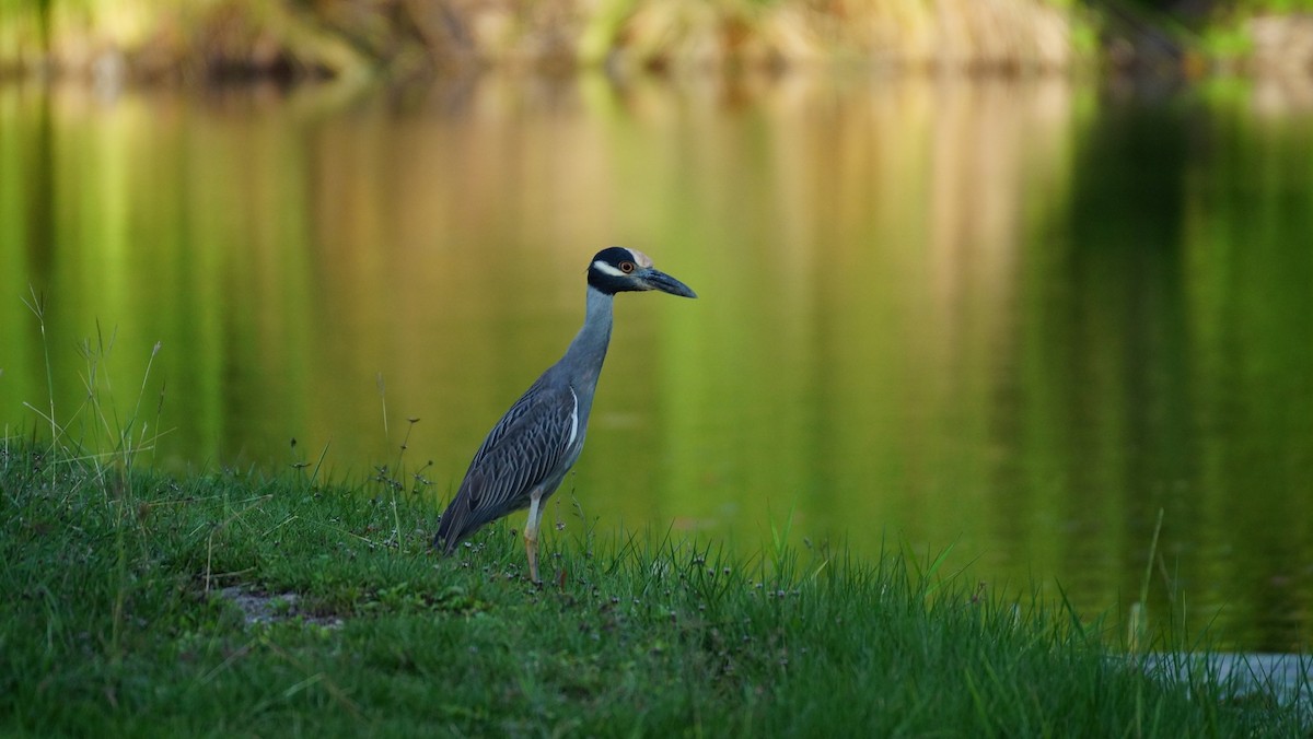 Yellow-crowned Night Heron - ML463236521