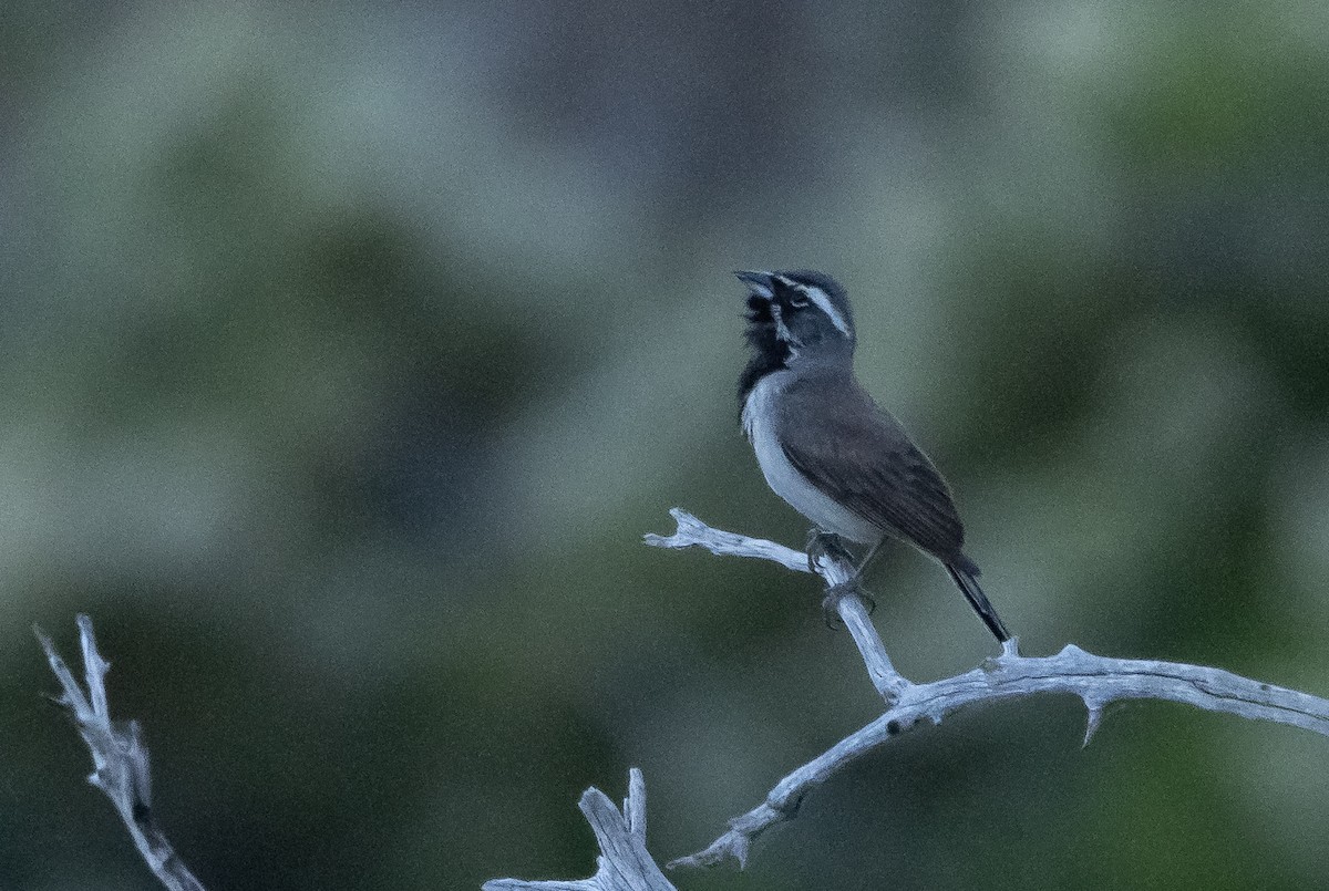 Black-throated Sparrow - ML463236901