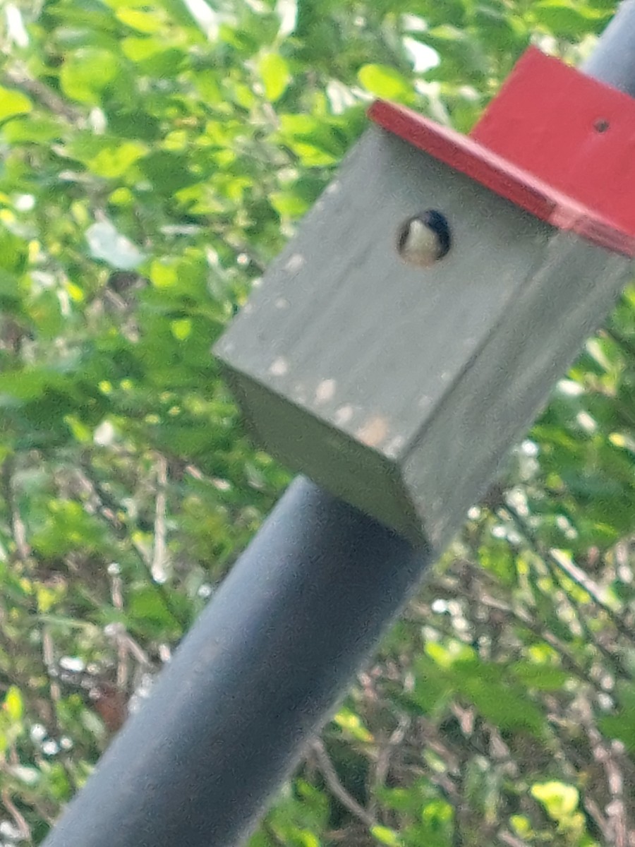 Tree Swallow - ML463237081