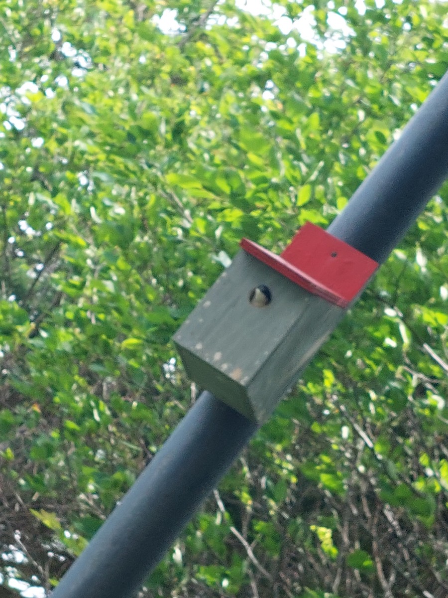 Tree Swallow - ML463237091