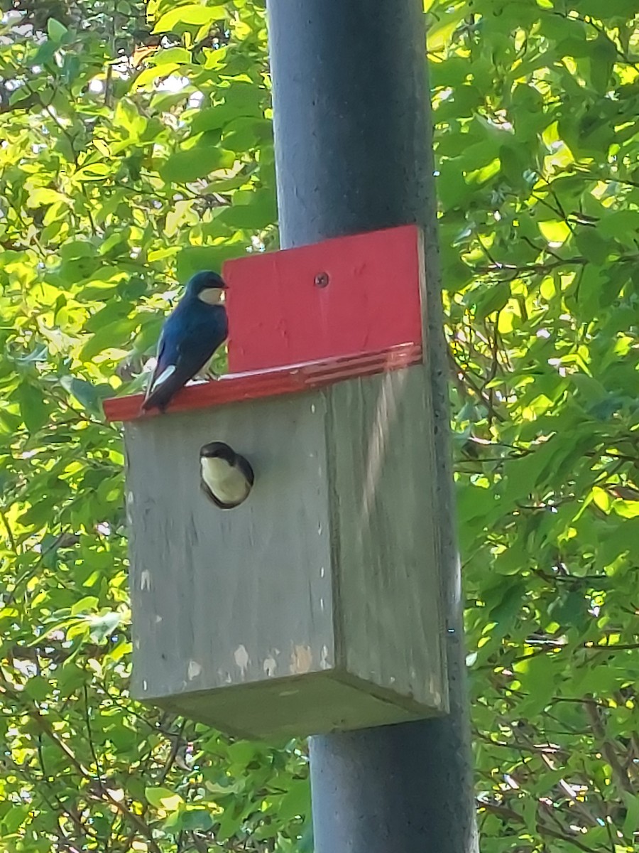 Tree Swallow - ML463237731