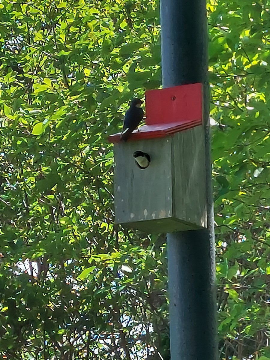 Tree Swallow - ML463237741