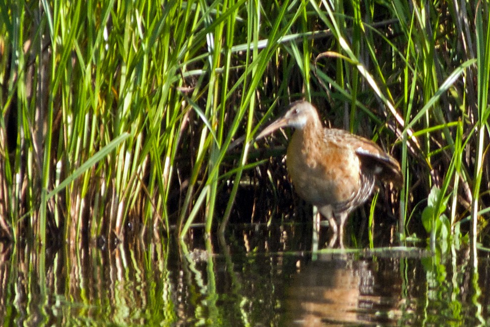 Clapper Rail - ML463239891