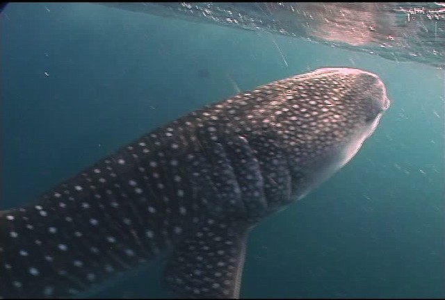 Whale Shark - ML463240