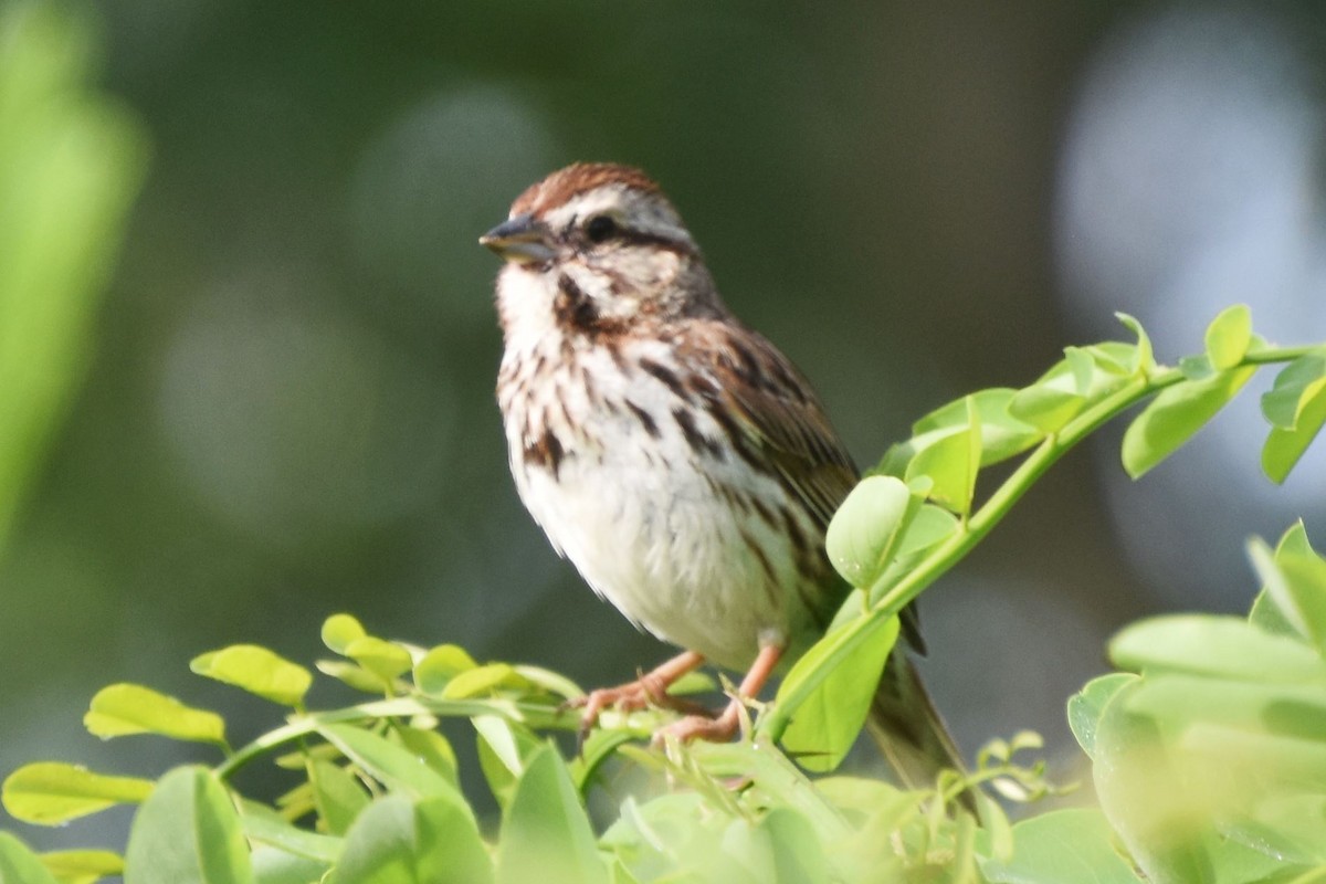 Song Sparrow - ML463240131