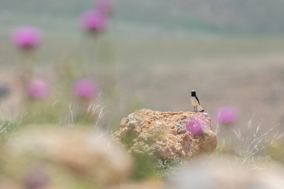 סלעית חורף - ML463240721