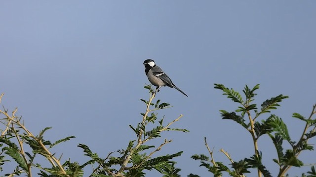 Cinereous Tit - ML463240731