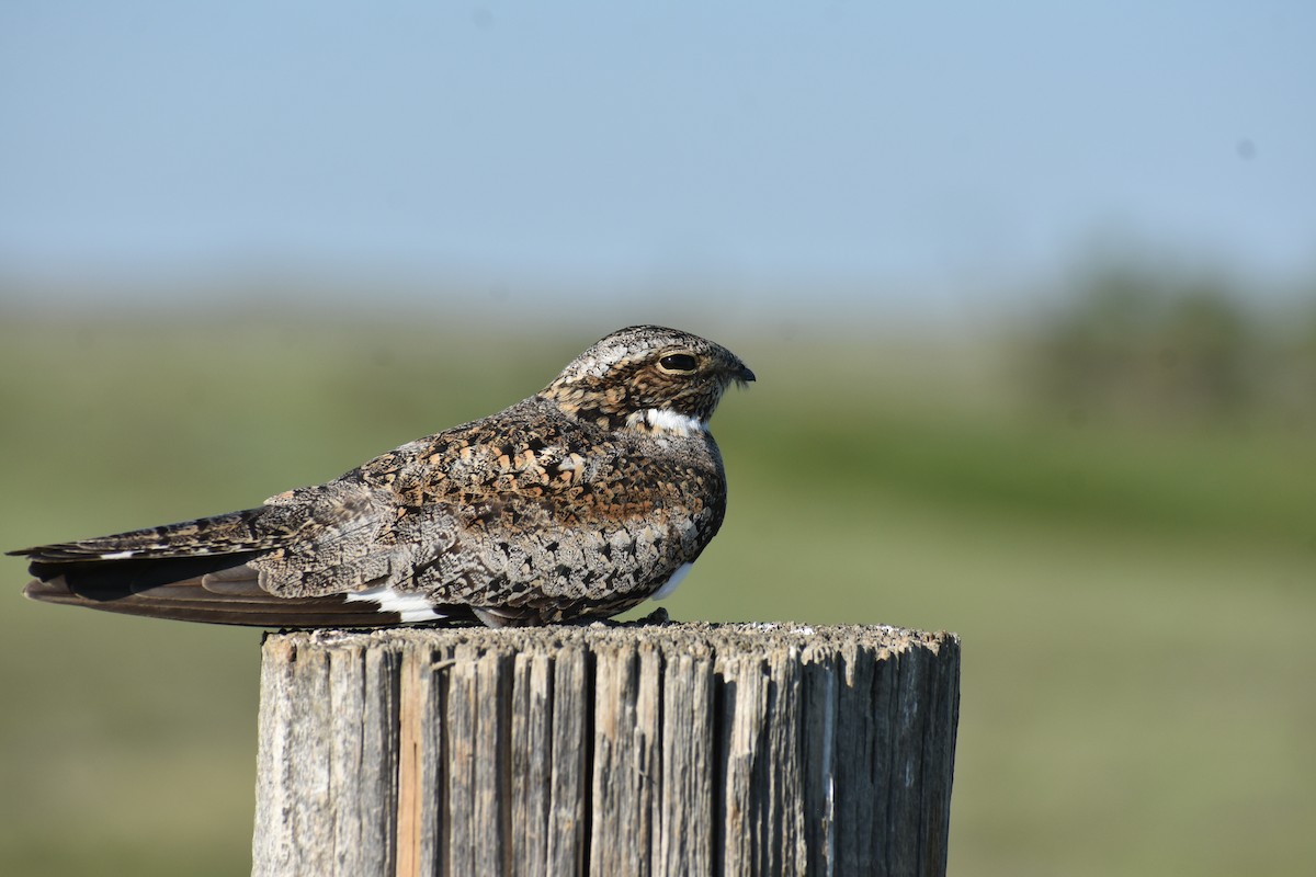 Common Nighthawk - ML463240971