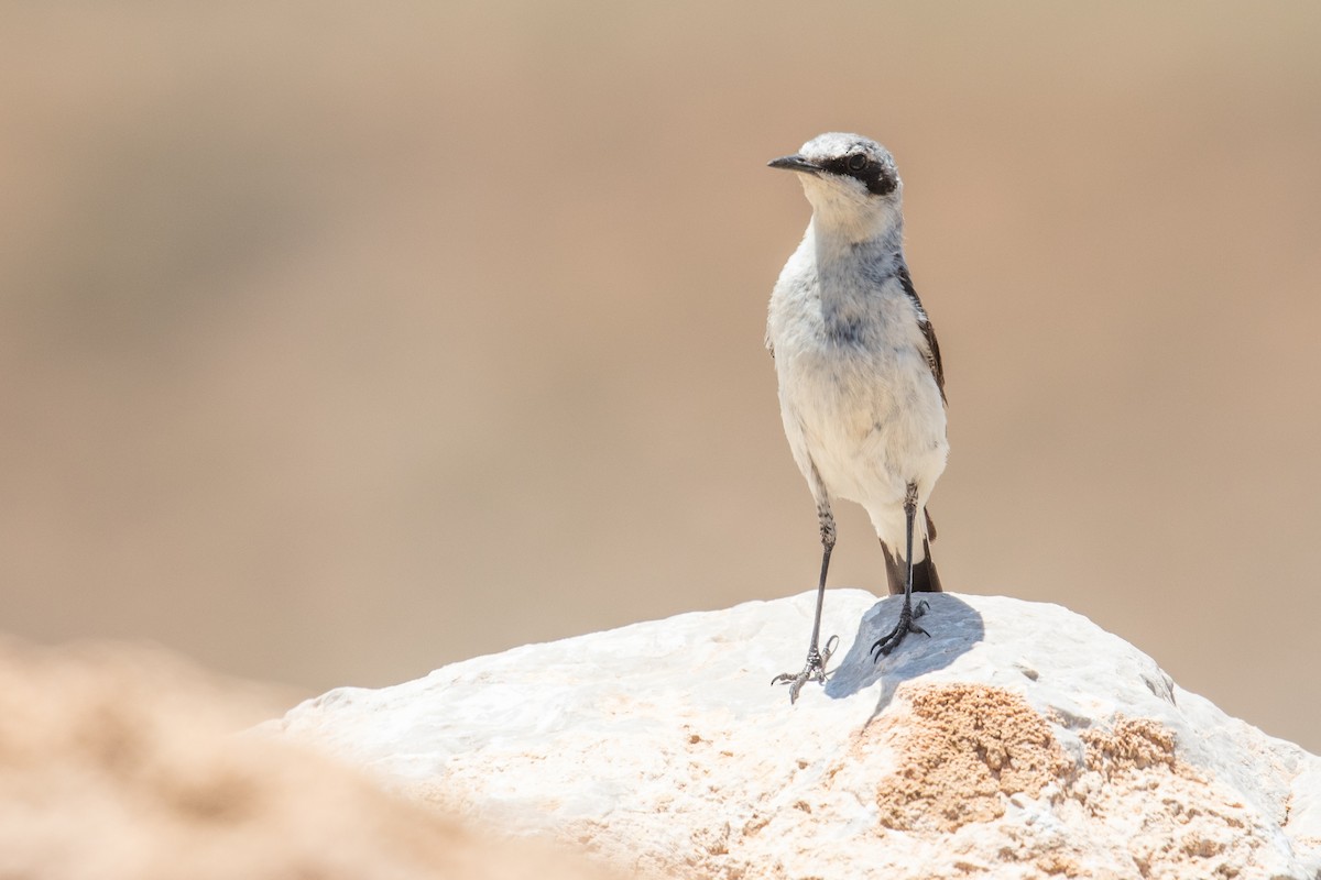 Northern Wheatear - ML463241241