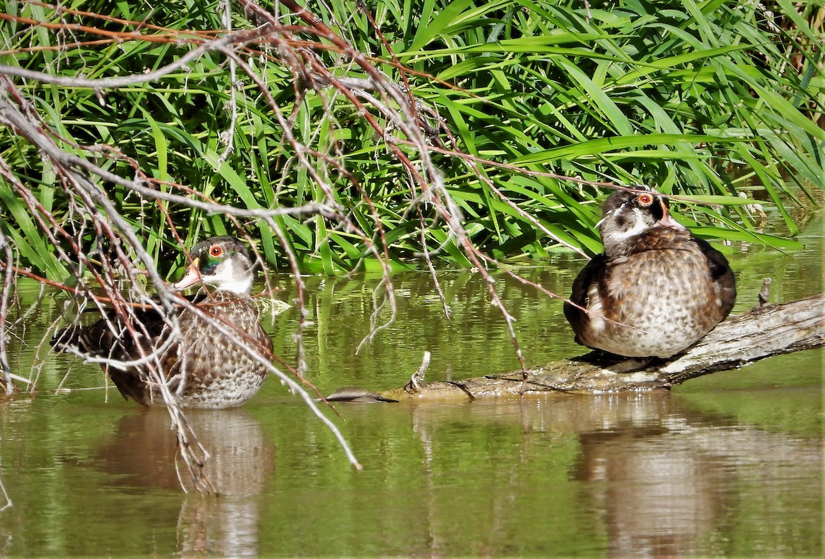 Wood Duck - ML463241261