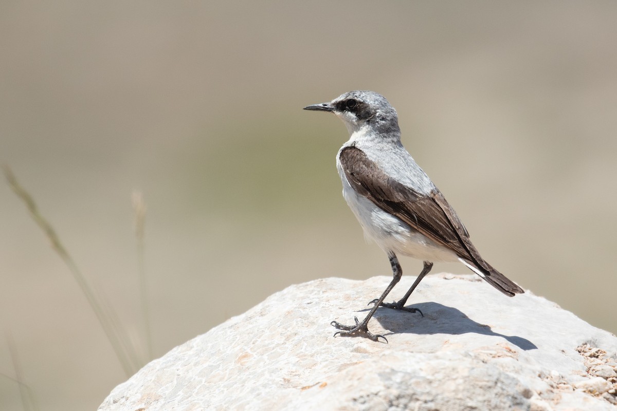 Northern Wheatear - ML463241291