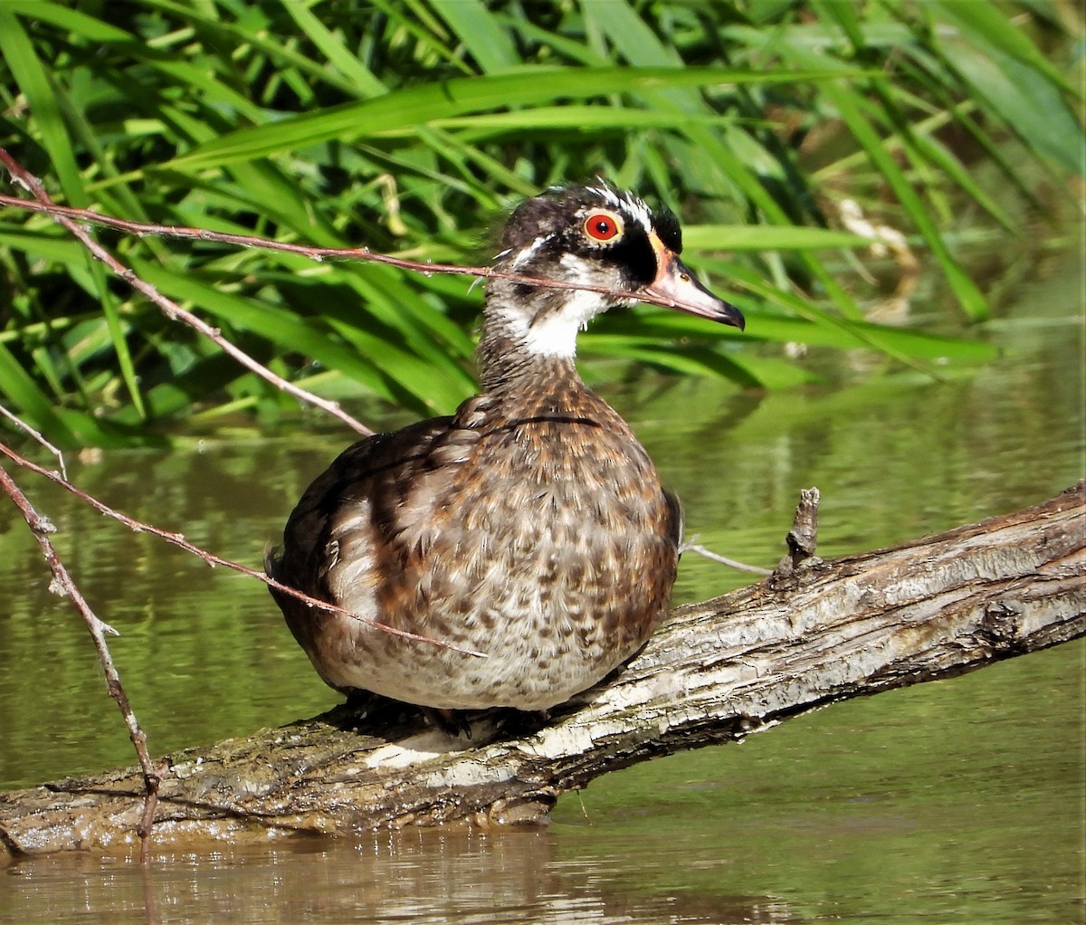 Wood Duck - ML463241331