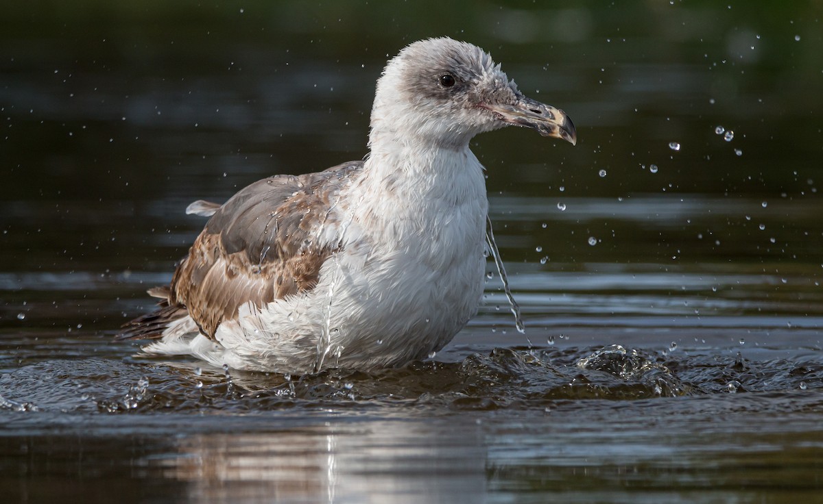 Western Gull - ML463242701