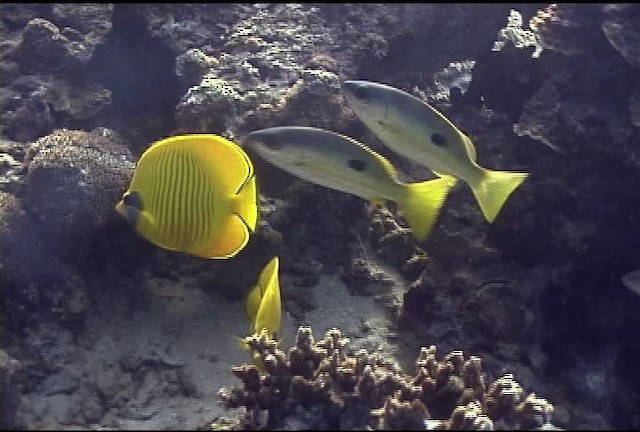 Addis butterflyfish - ML463245