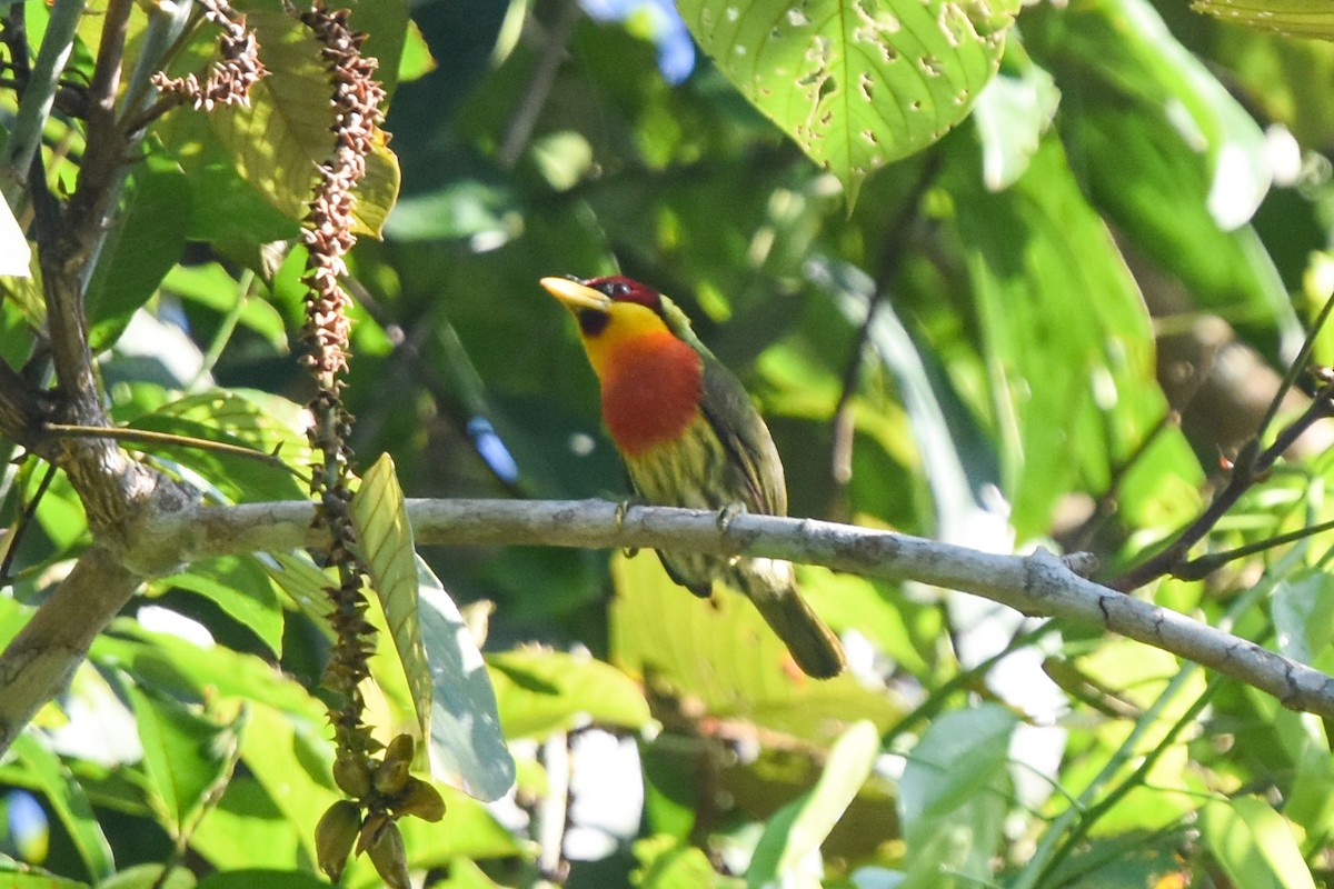 Goldbrust-Bartvogel (aurantiicollis/purusianus) - ML463246411