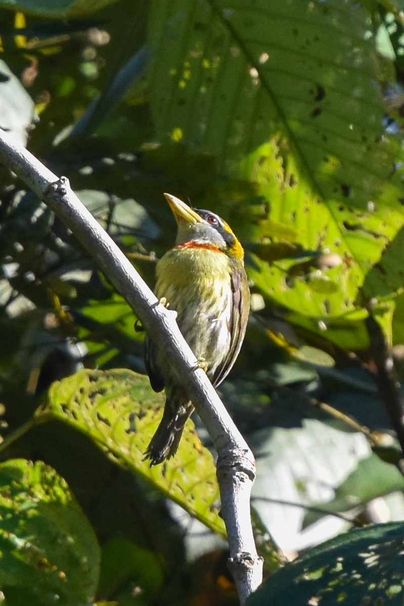 Goldbrust-Bartvogel (aurantiicollis/purusianus) - ML463246461